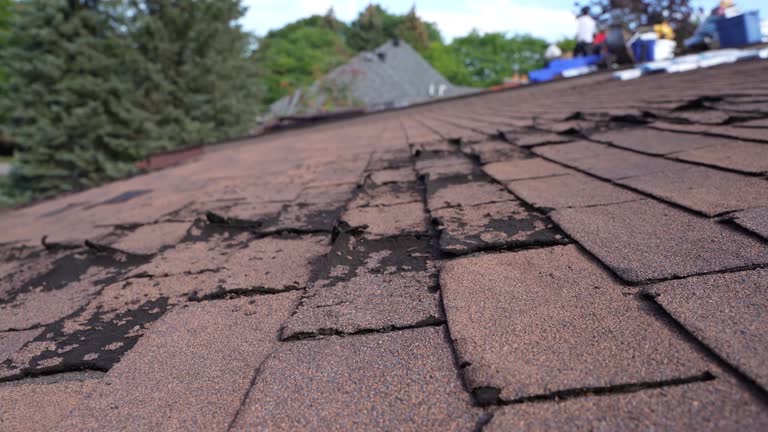 Best Roof Moss and Algae Removal  in West Pensacola, FL